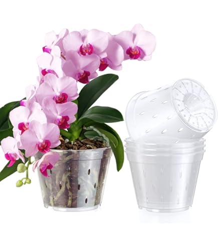 布施覚　蘭鉢　希少品　盆栽　植木鉢　富貴蘭 春蘭 寒蘭 中国蘭 蘭鉢 古鉢 Amazon.co.jp: 蘭鉢布施覚 盆栽 富貴蘭 春蘭 寒蘭 中国蘭 蘭鉢 古鉢